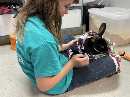 Humane Society Bunnies2